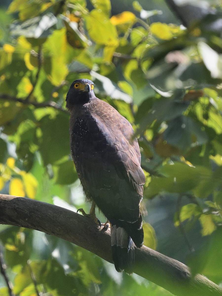 Crested Serpent-Eagle - ML638666502