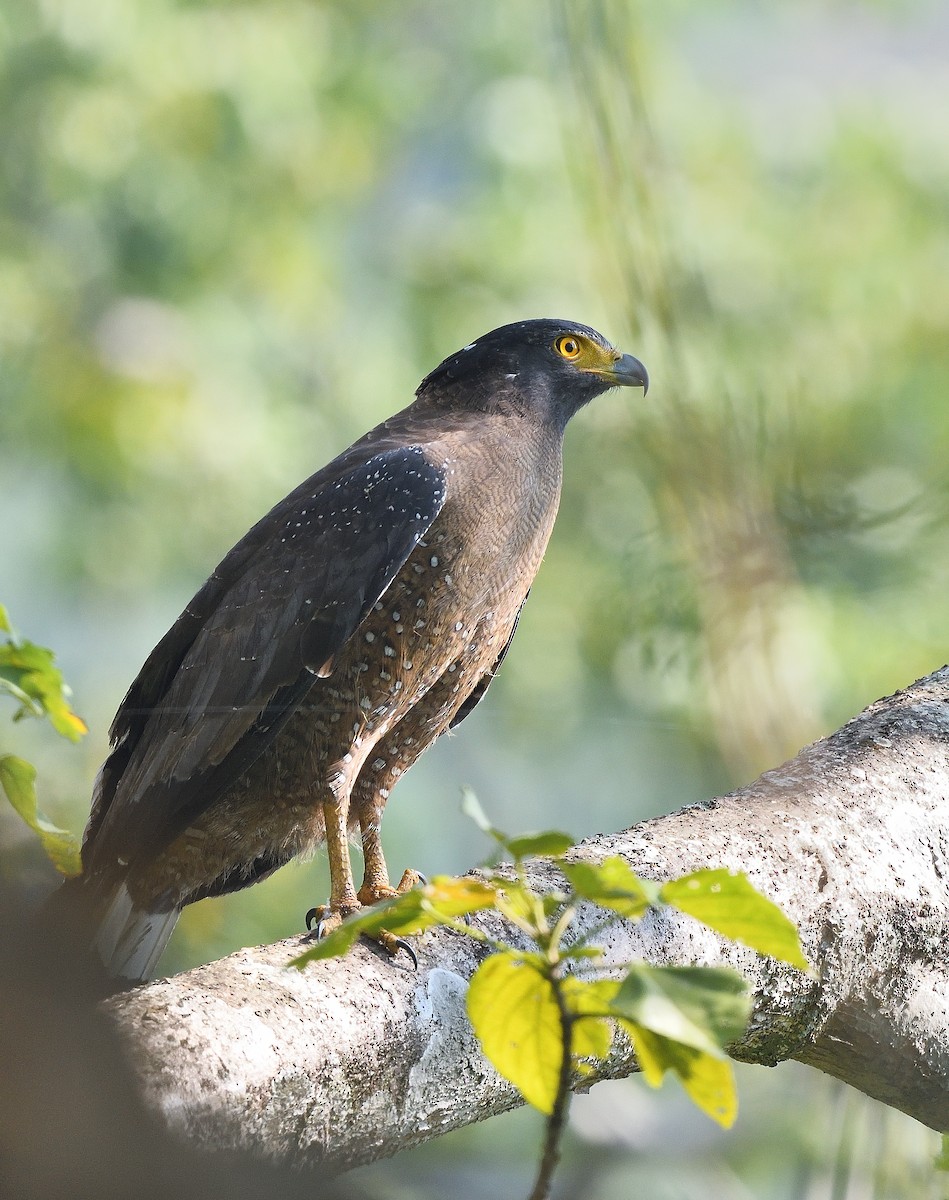 Crested Serpent-Eagle - ML638666503