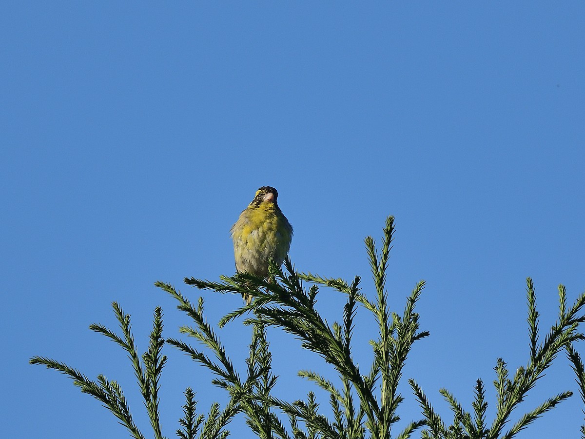 Yellow-breasted Greenfinch - ML638666505