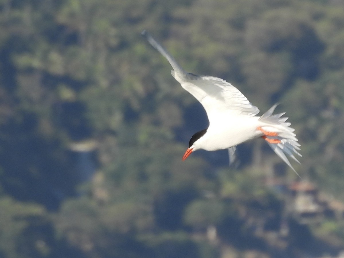 South American Tern - ML638666506