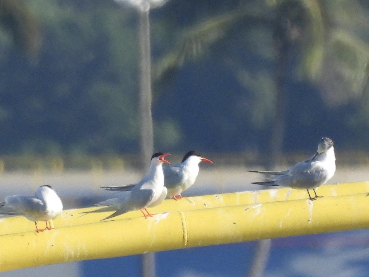 South American Tern - ML638666508