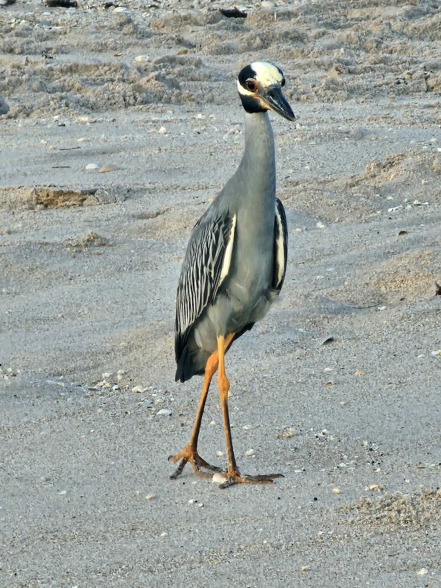 Yellow-crowned Night Heron - ML638666509