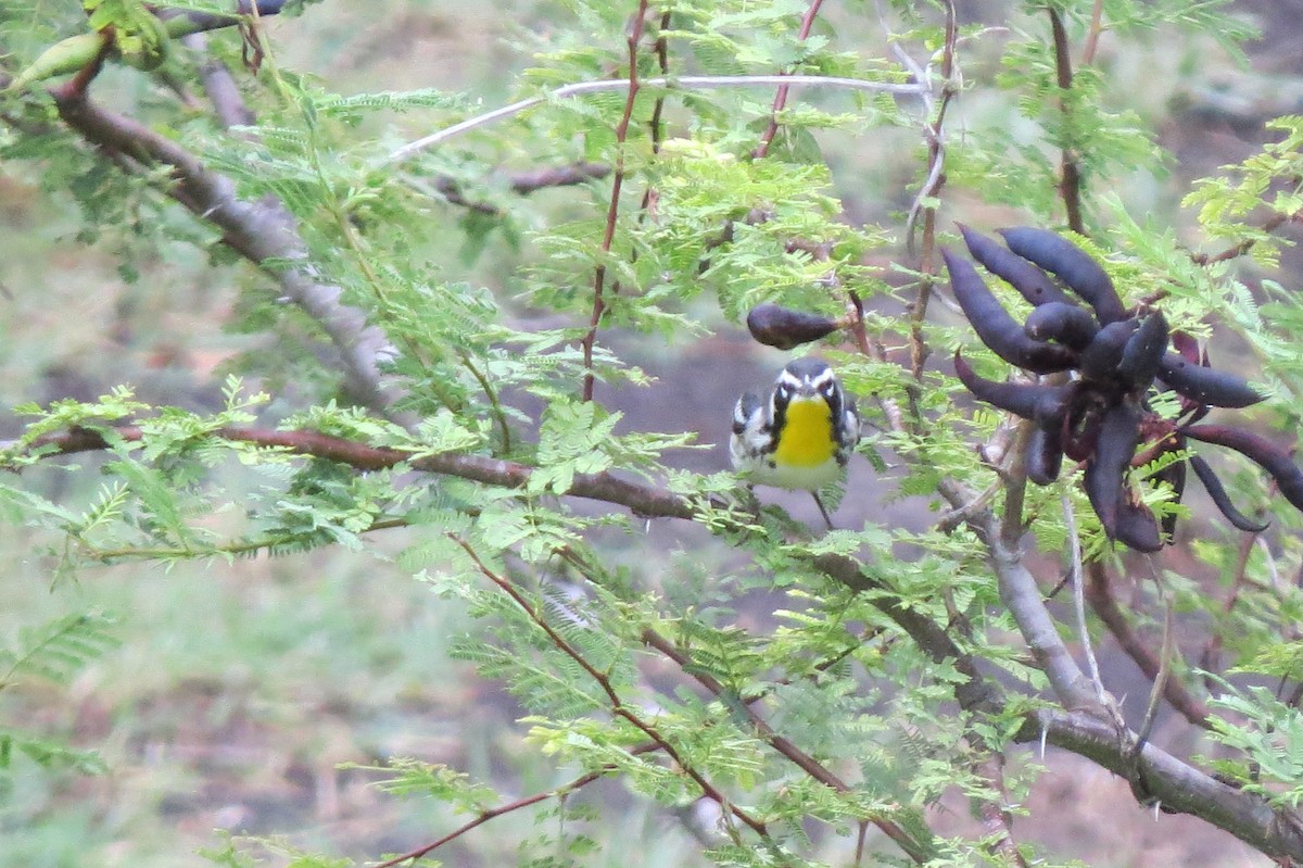 Yellow-throated Warbler - ML638666510