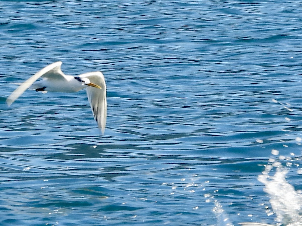 Sandwich Tern (Cayenne) - ML638666513