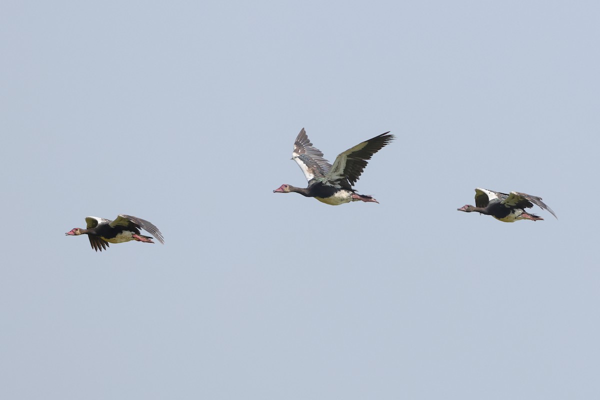 Spur-winged Goose - ML638666515