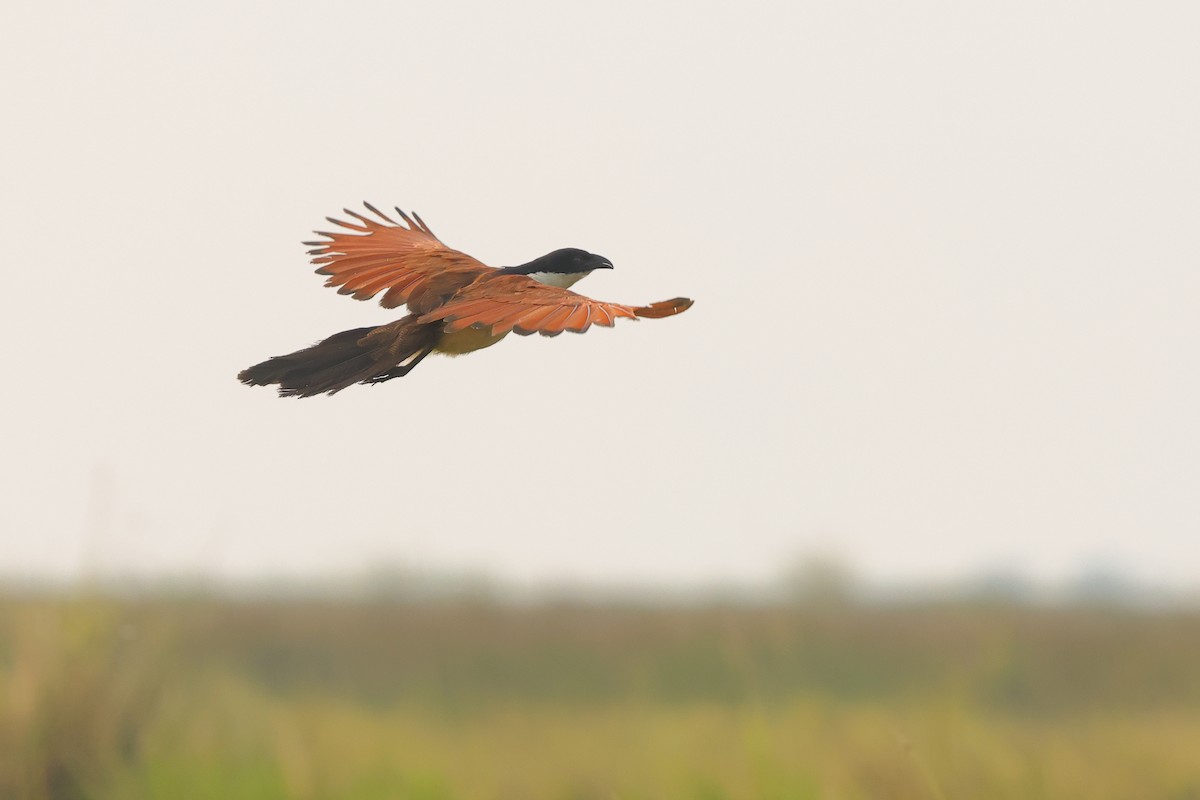 Coppery-tailed Coucal - ML638666521