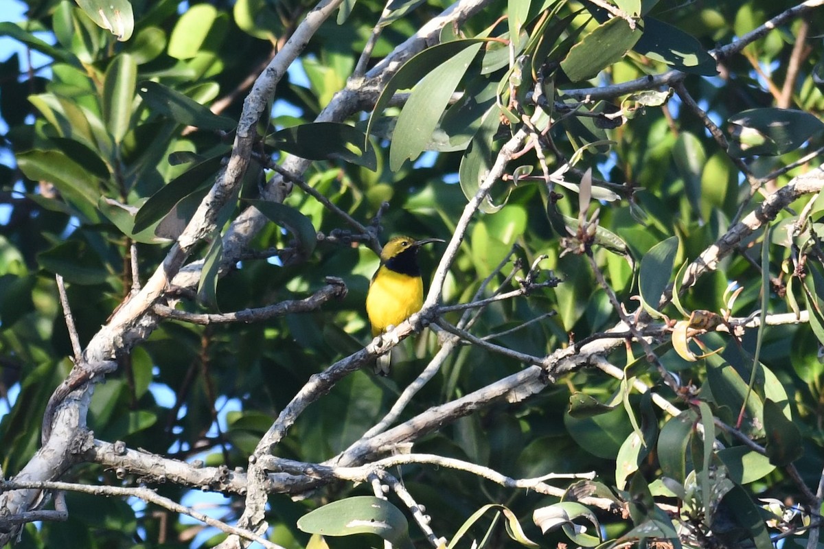 Sahul Sunbird - ML638666522