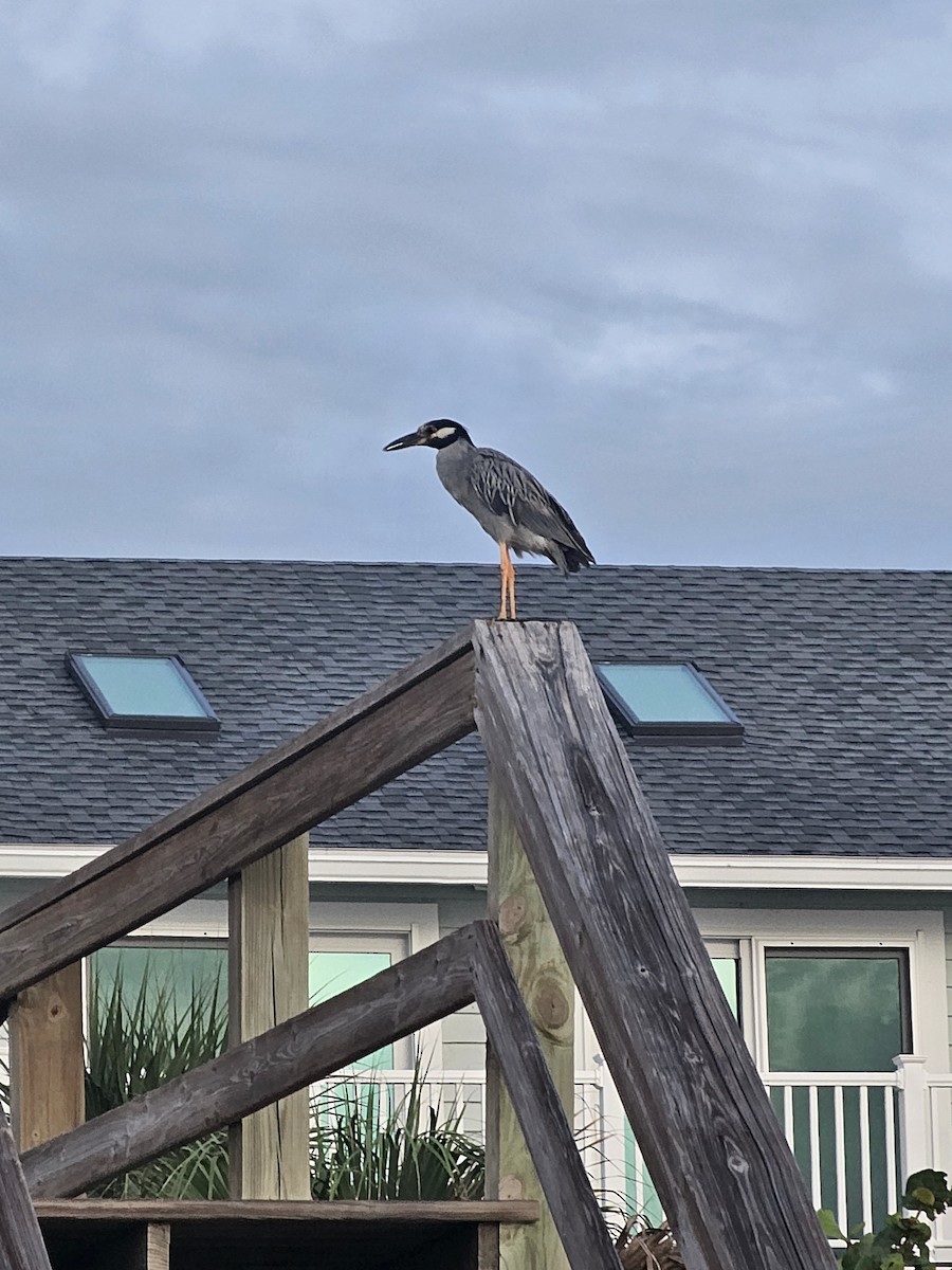 Yellow-crowned Night Heron - ML638666525