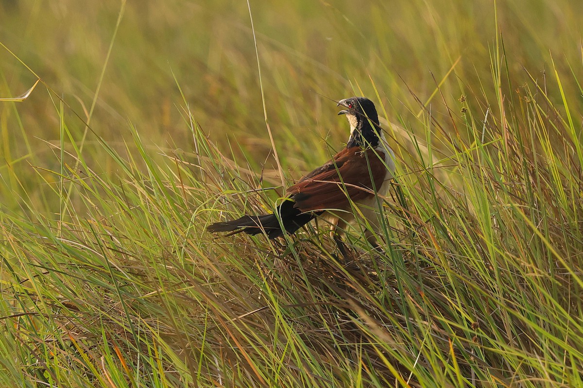 Coppery-tailed Coucal - ML638666532