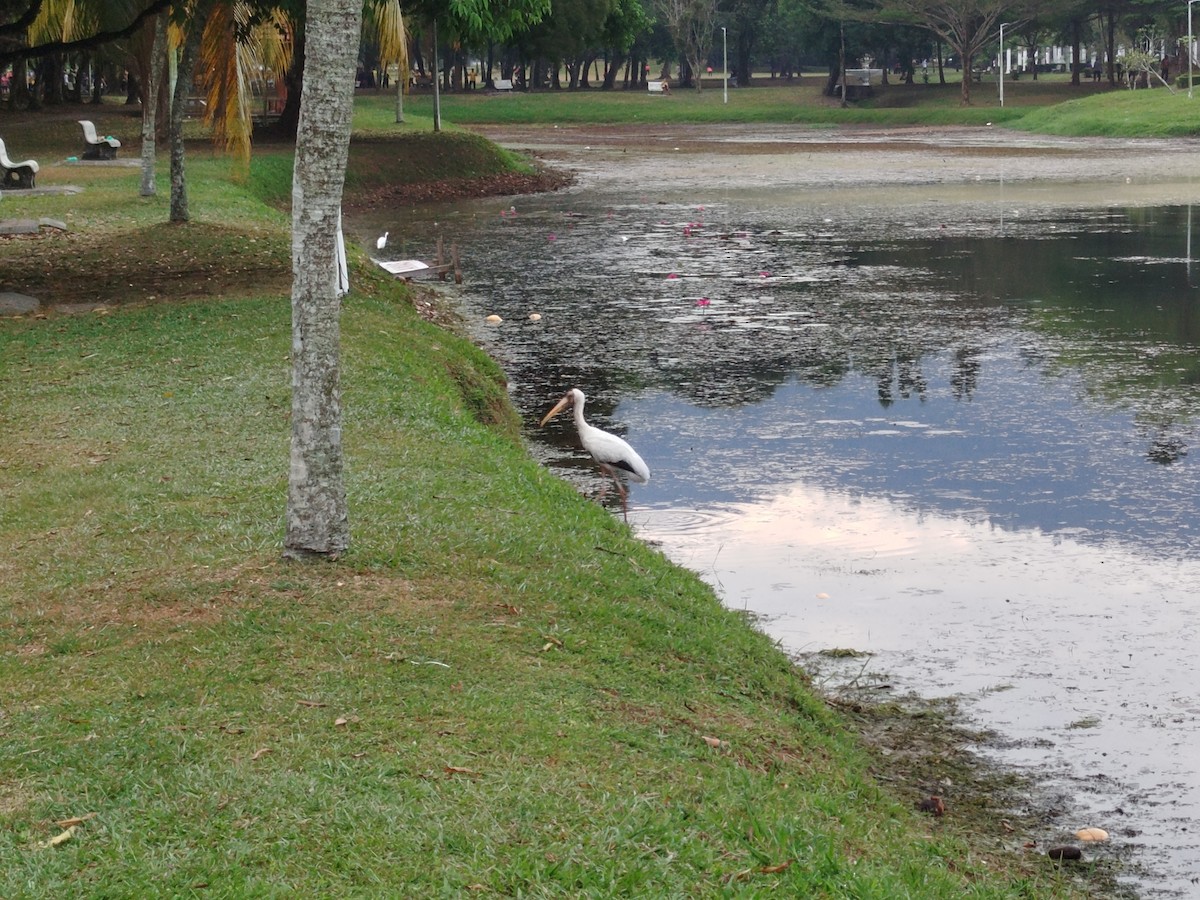 Milky Stork - ML638666536