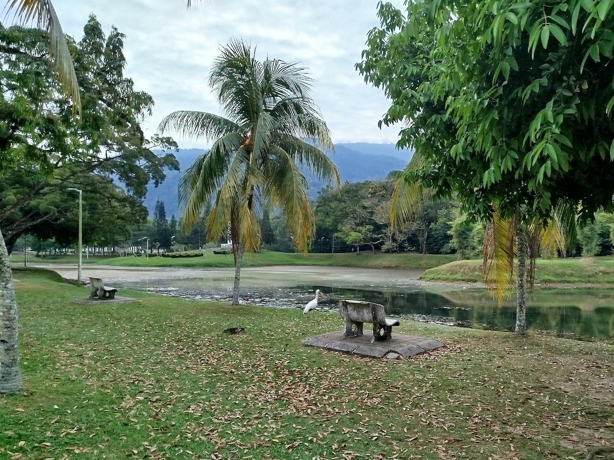 Milky Stork - ML638666537