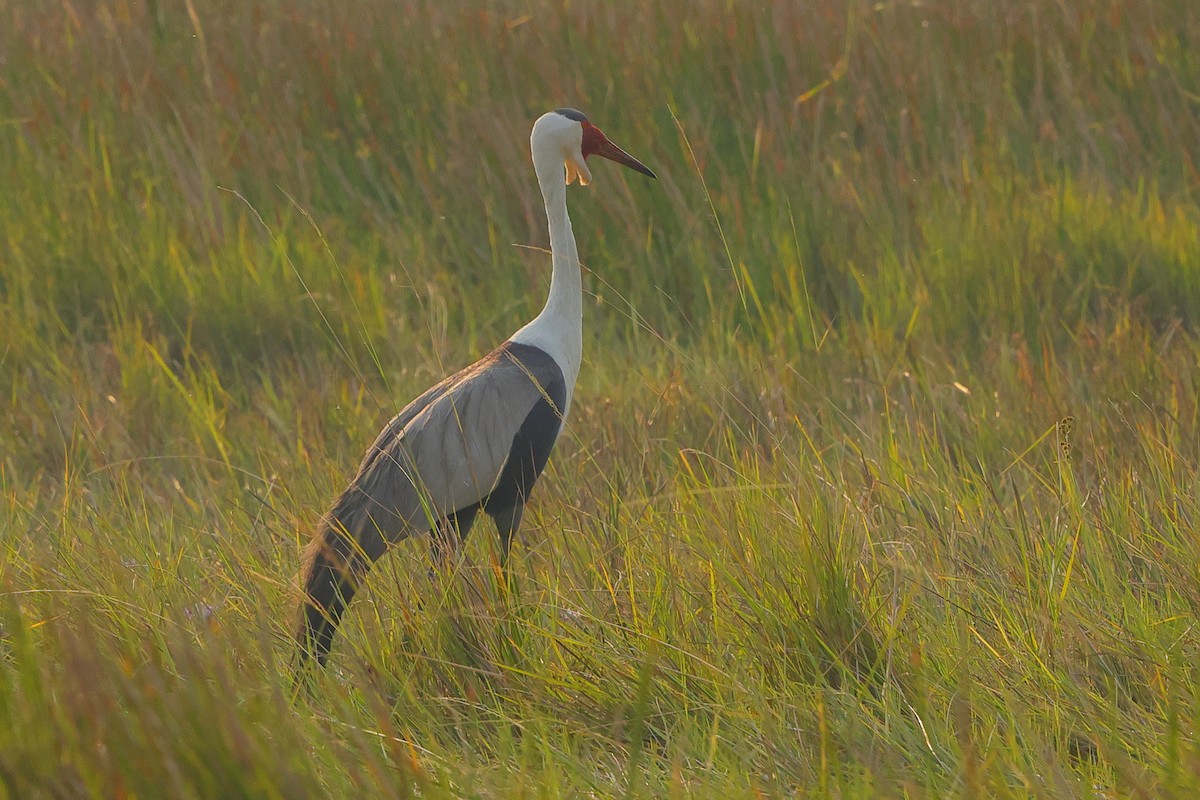 Wattled Crane - ML638666538