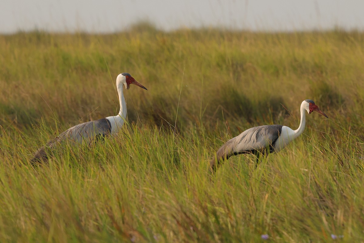 Wattled Crane - ML638666542