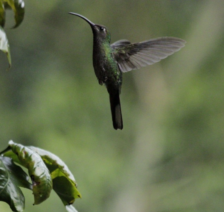Violet Sabrewing - ML638666544