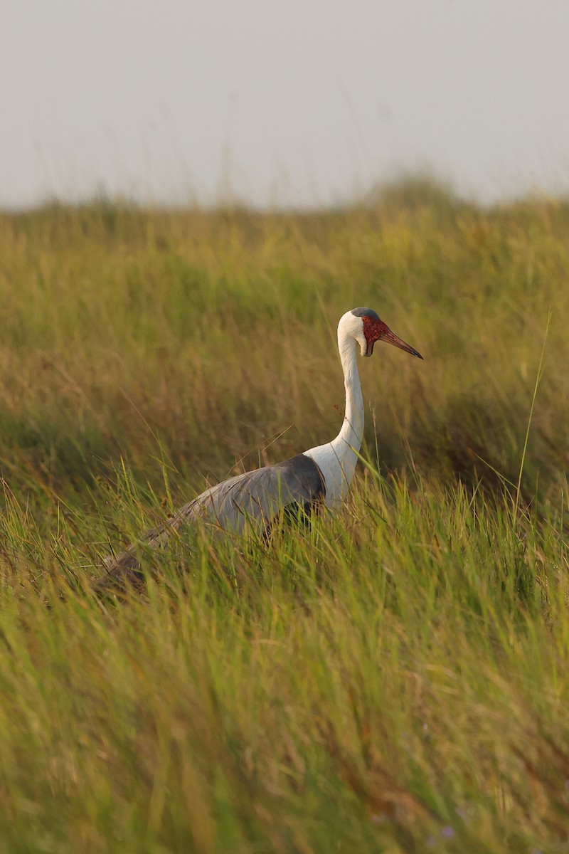 Wattled Crane - ML638666545