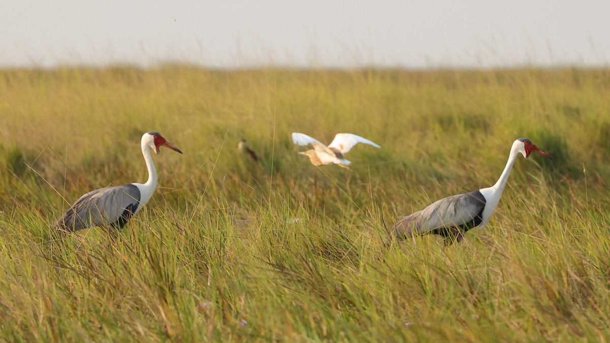 Wattled Crane - ML638666547