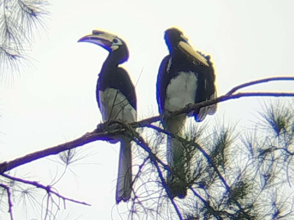 Oriental Pied-Hornbill - ML638666552
