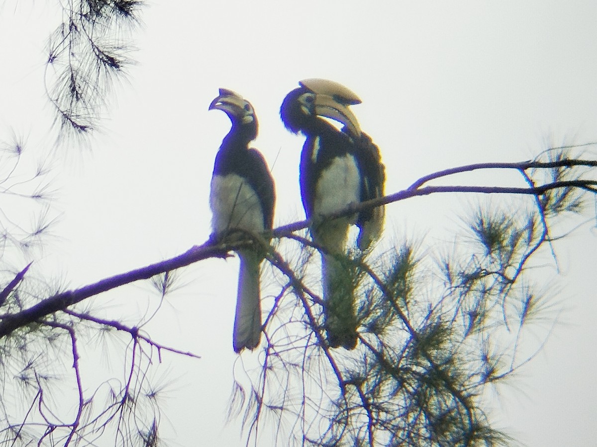 Oriental Pied-Hornbill - ML638666553