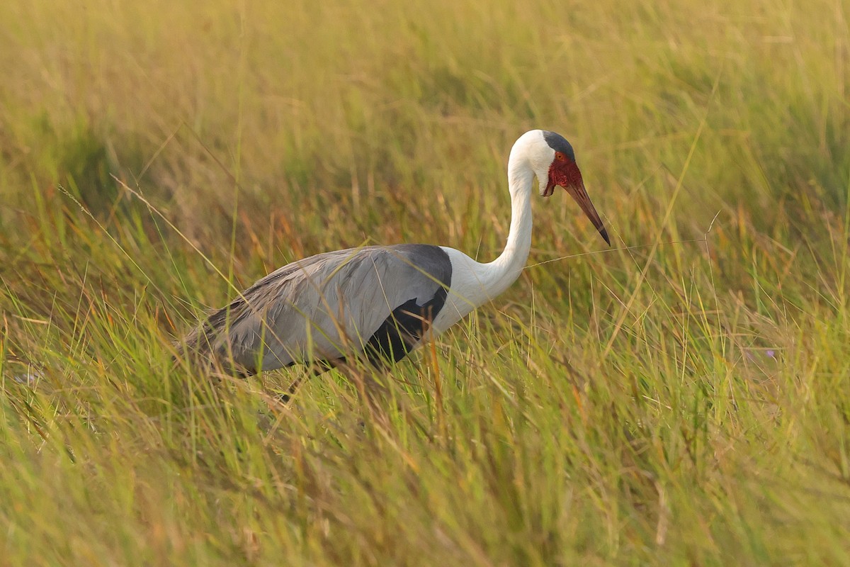 Wattled Crane - ML638666555