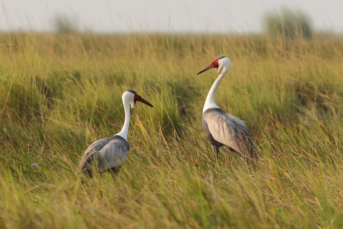 Wattled Crane - ML638666560