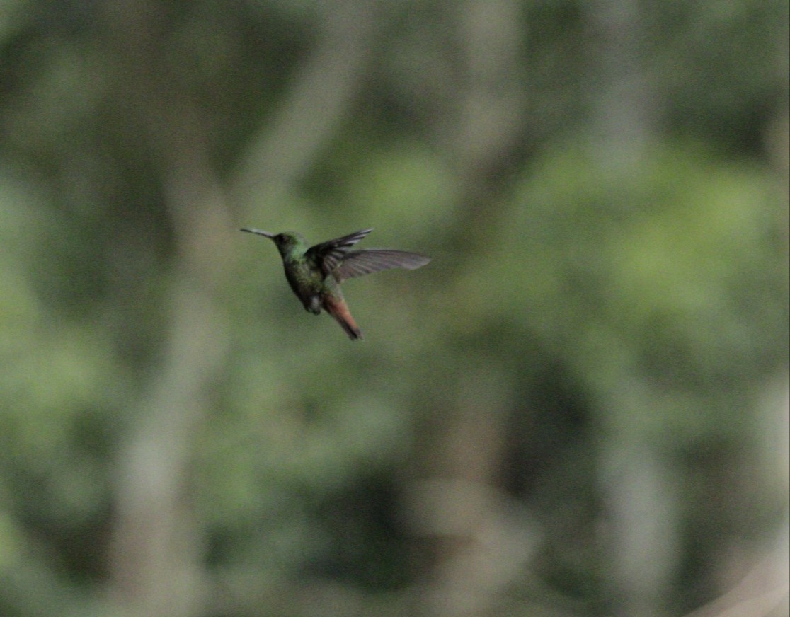 Rufous-tailed Hummingbird - ML638666564