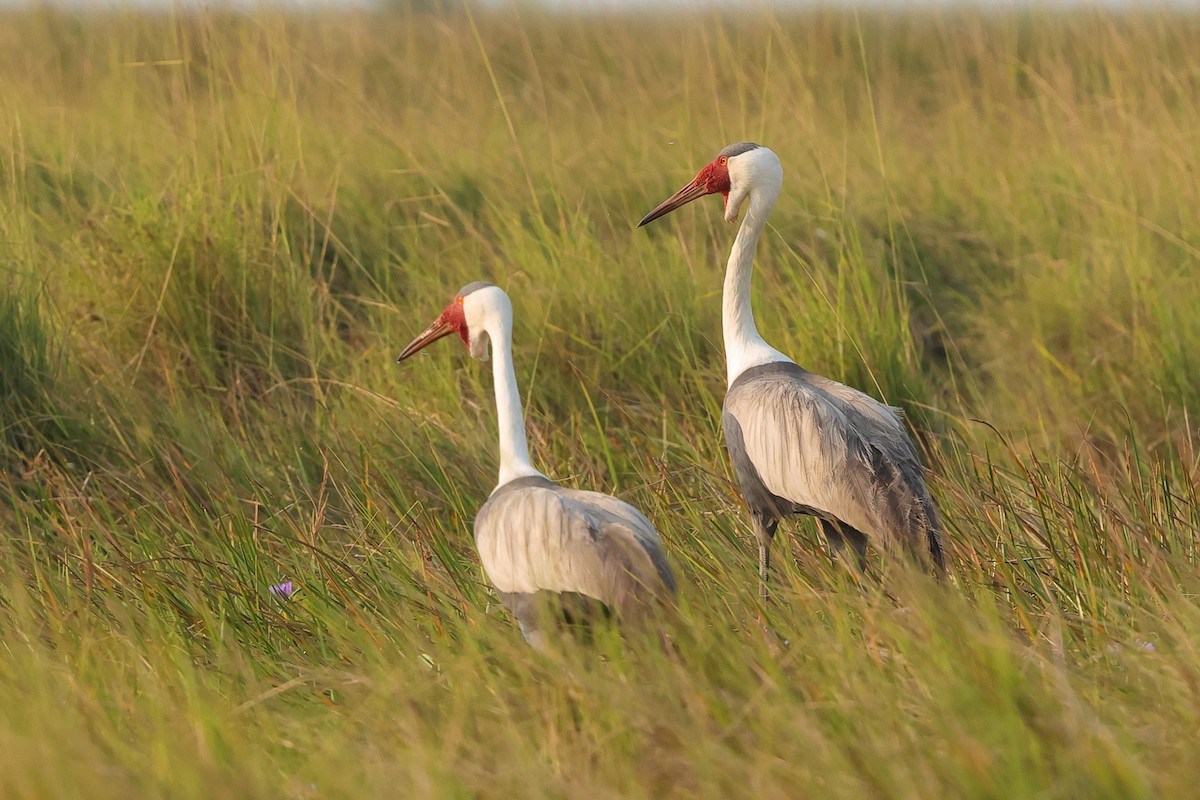 Wattled Crane - ML638666565