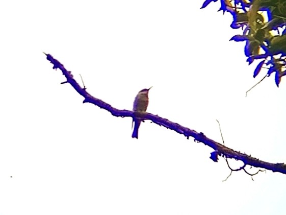 Chestnut-headed Bee-eater - ML638666569