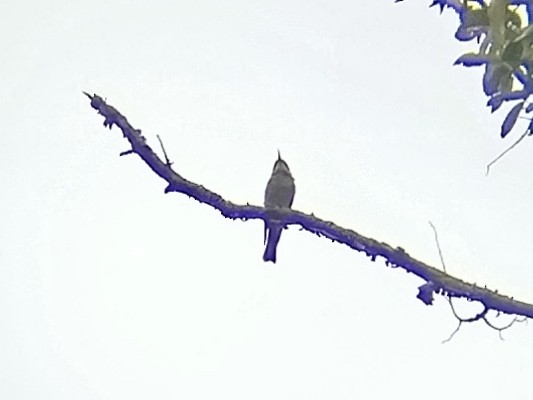 Chestnut-headed Bee-eater - ML638666570