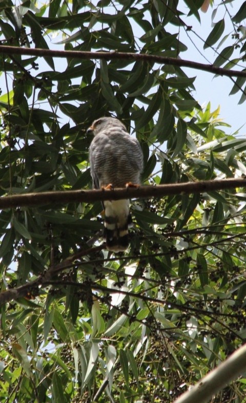 Gray Hawk - ML638666582