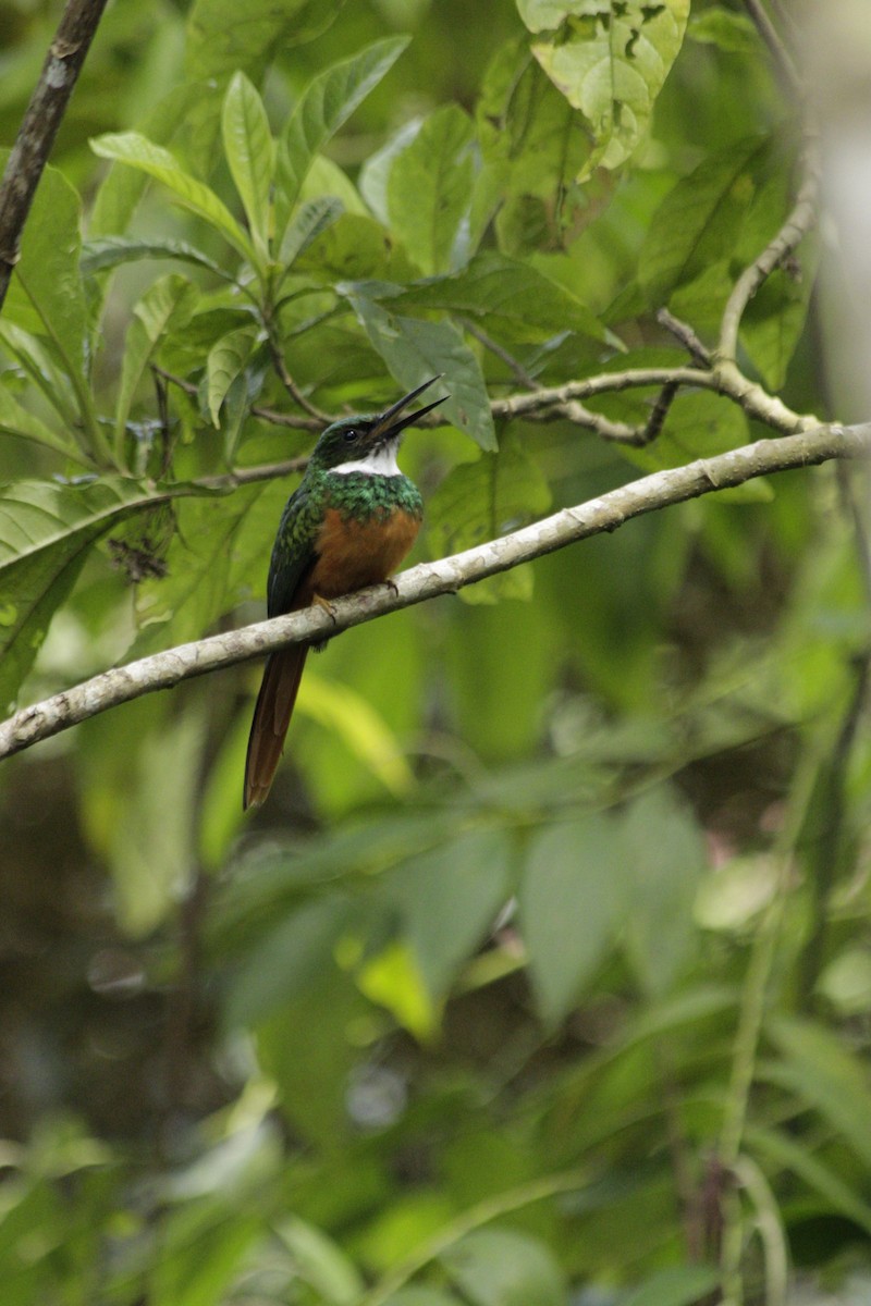 Rufous-tailed Jacamar - ML638666602