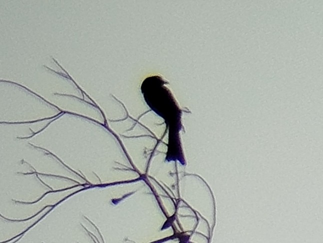 Greater Racket-tailed Drongo - ML638666609