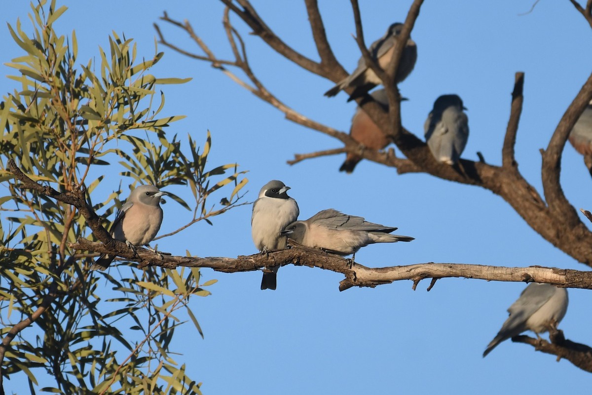 Masked Woodswallow - ML638666622
