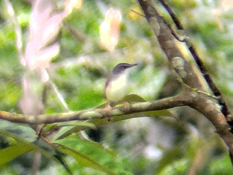 Rufescent Prinia - ML638666624