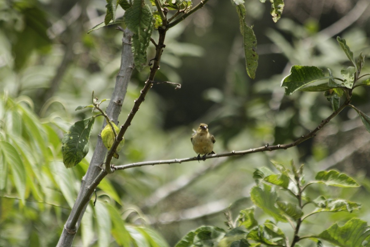 Morelet's Seedeater - ML638666633
