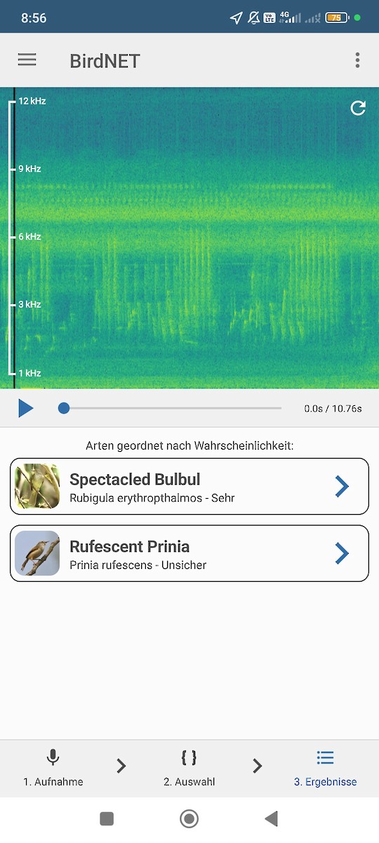 Rufescent Prinia - ML638666652