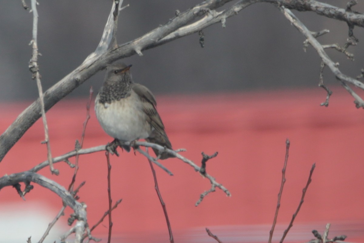 Black-throated Thrush - ML638666690
