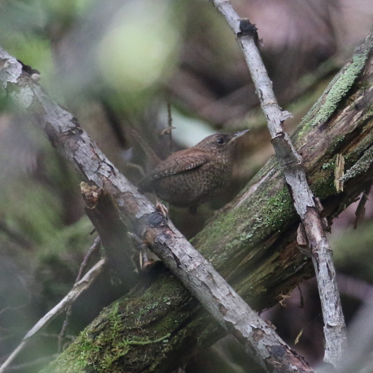 Winter Wren - ML638666742