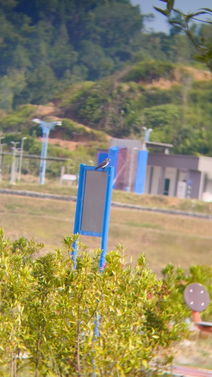 White-breasted Woodswallow - ML638666758