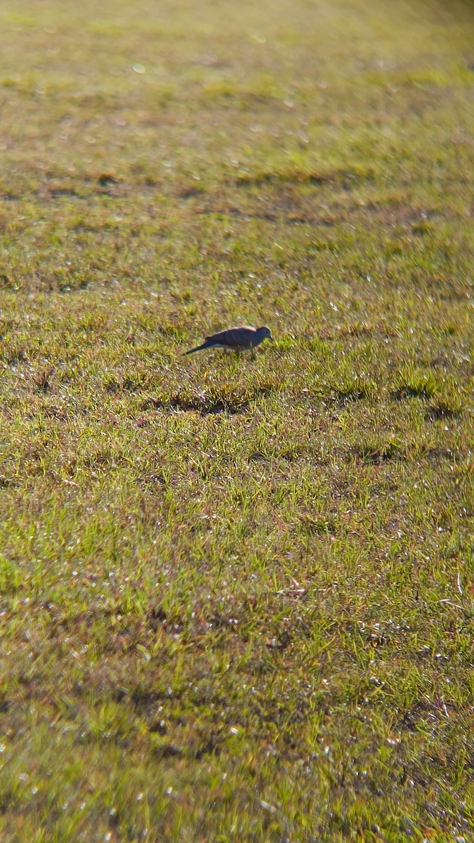 Spotted Dove - ML638666761