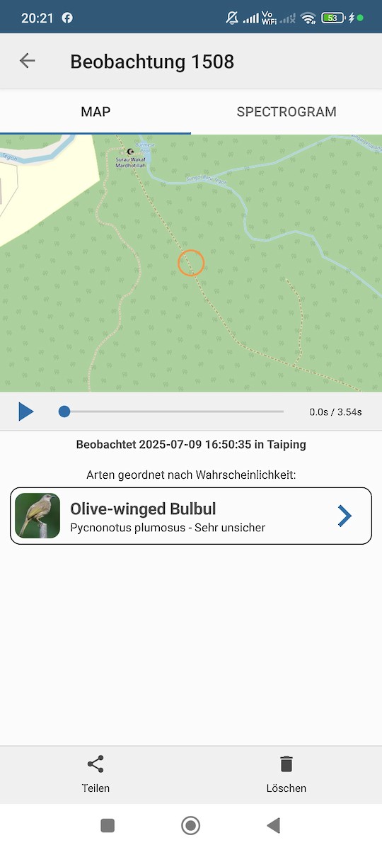 Olive-winged Bulbul - ML638666769