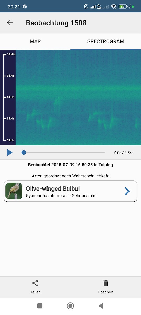 Olive-winged Bulbul - ML638666770