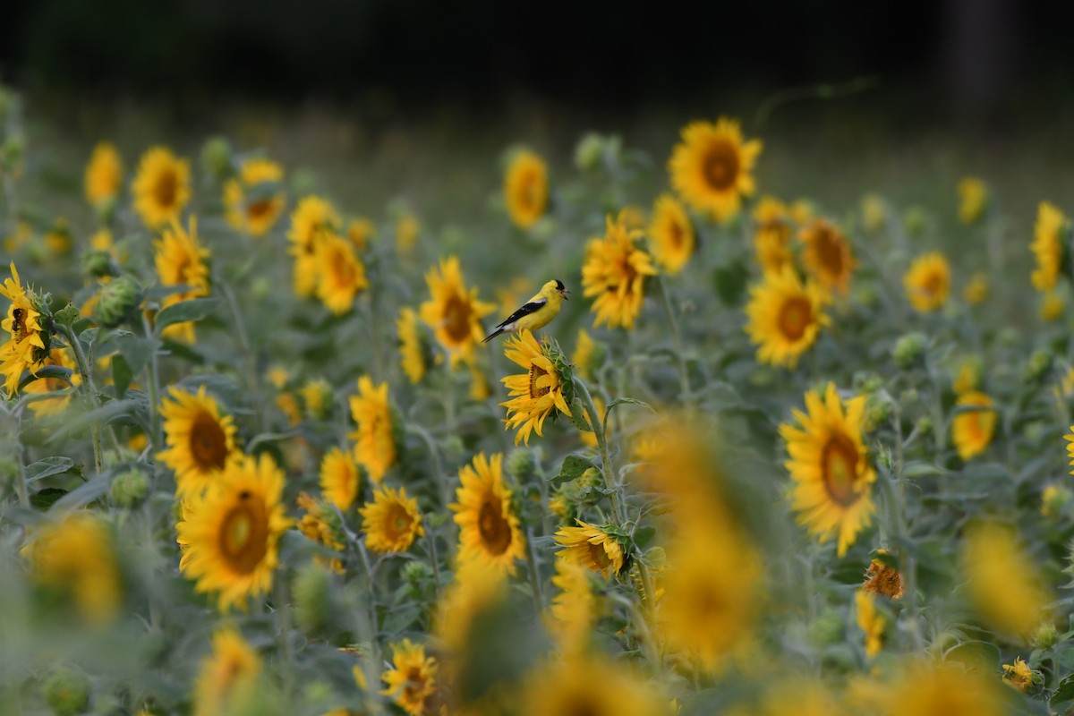 American Goldfinch - ML638666774