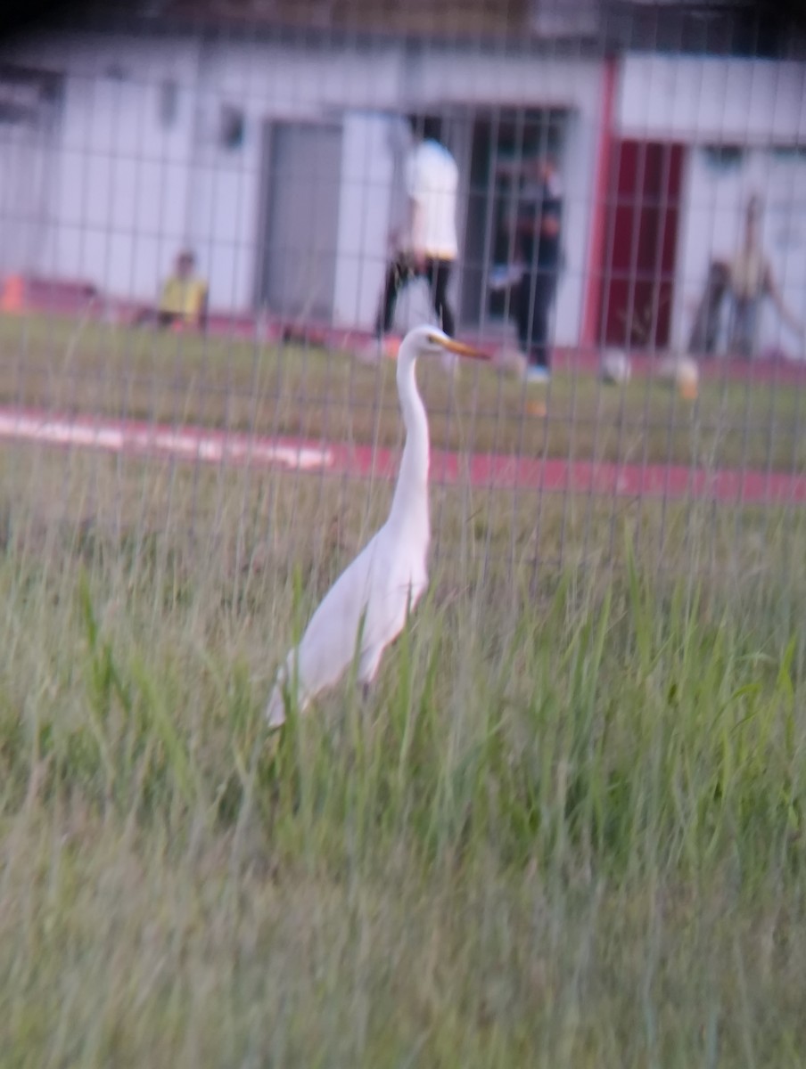 Medium Egret - ML638666778