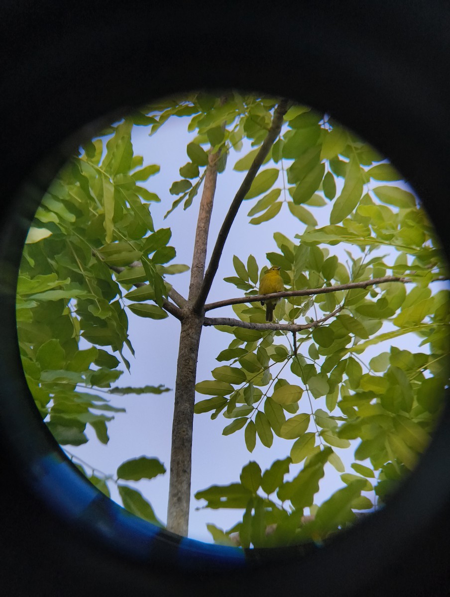 Common Iora - ML638666785