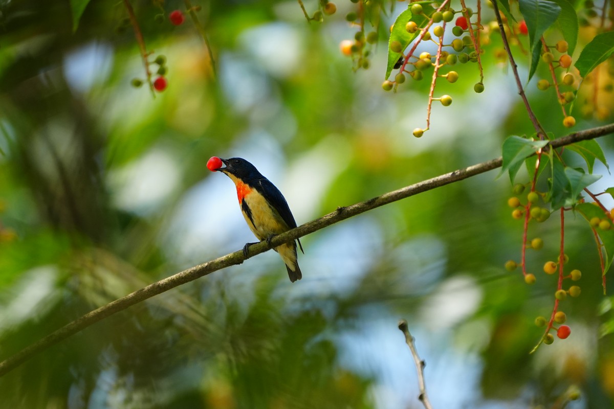 Fire-breasted Flowerpecker (Fire-breasted) - ML638666786