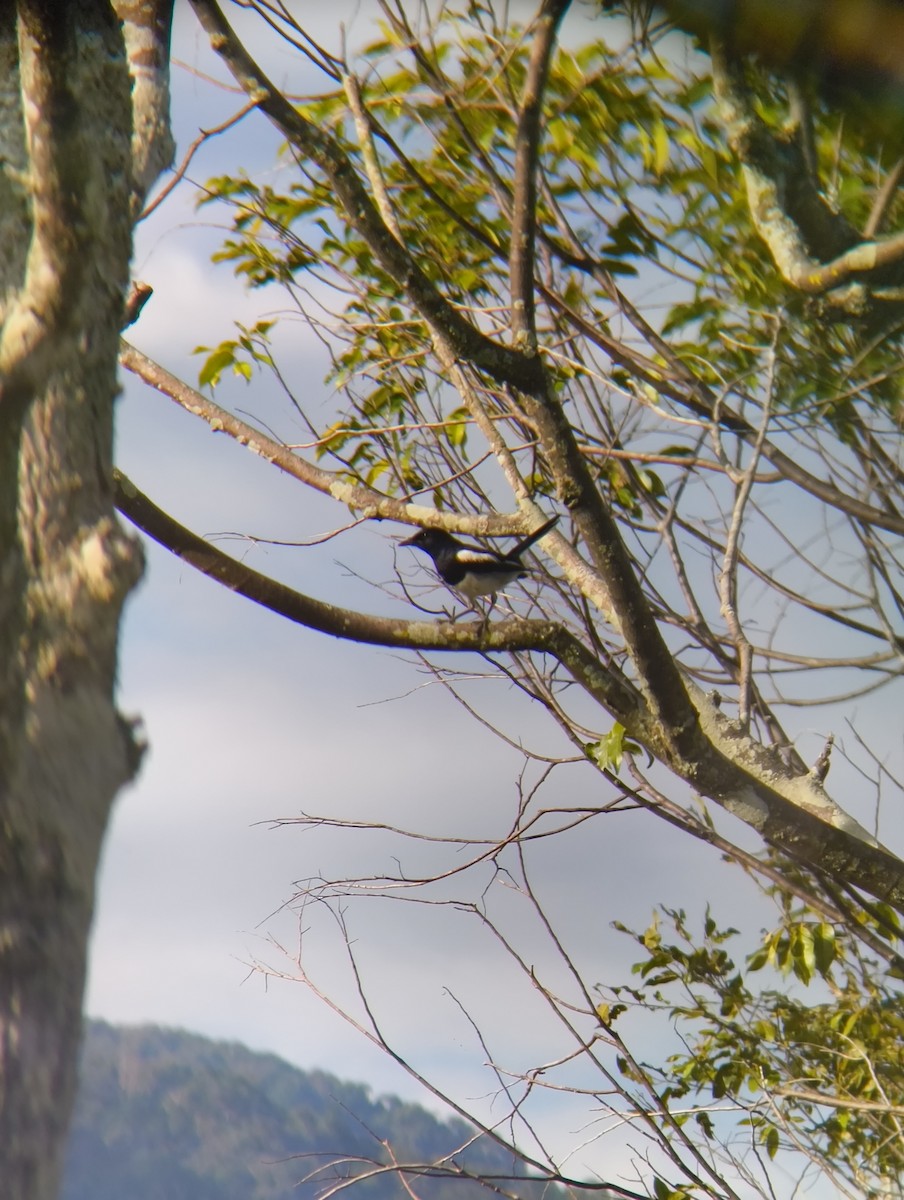 Oriental Magpie-Robin - ML638666791