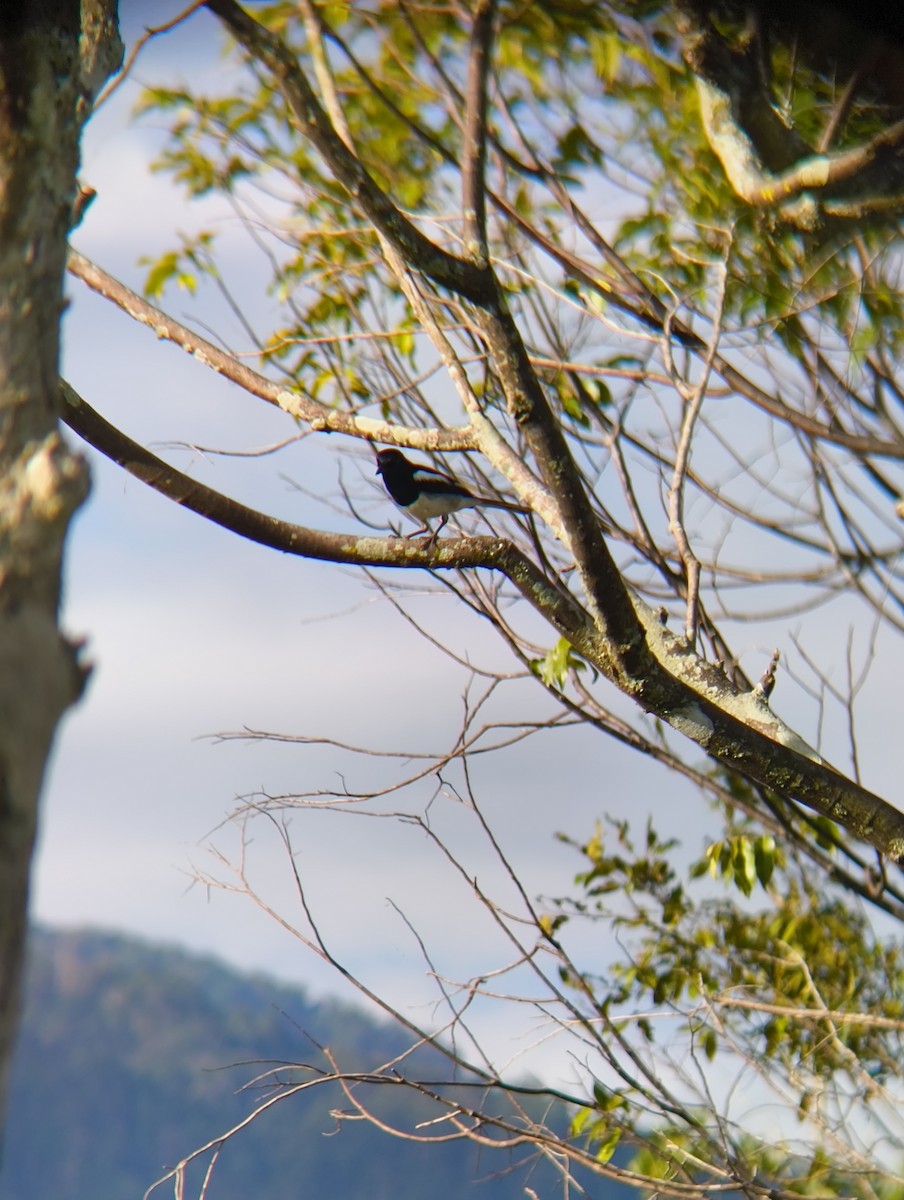 Oriental Magpie-Robin - ML638666793