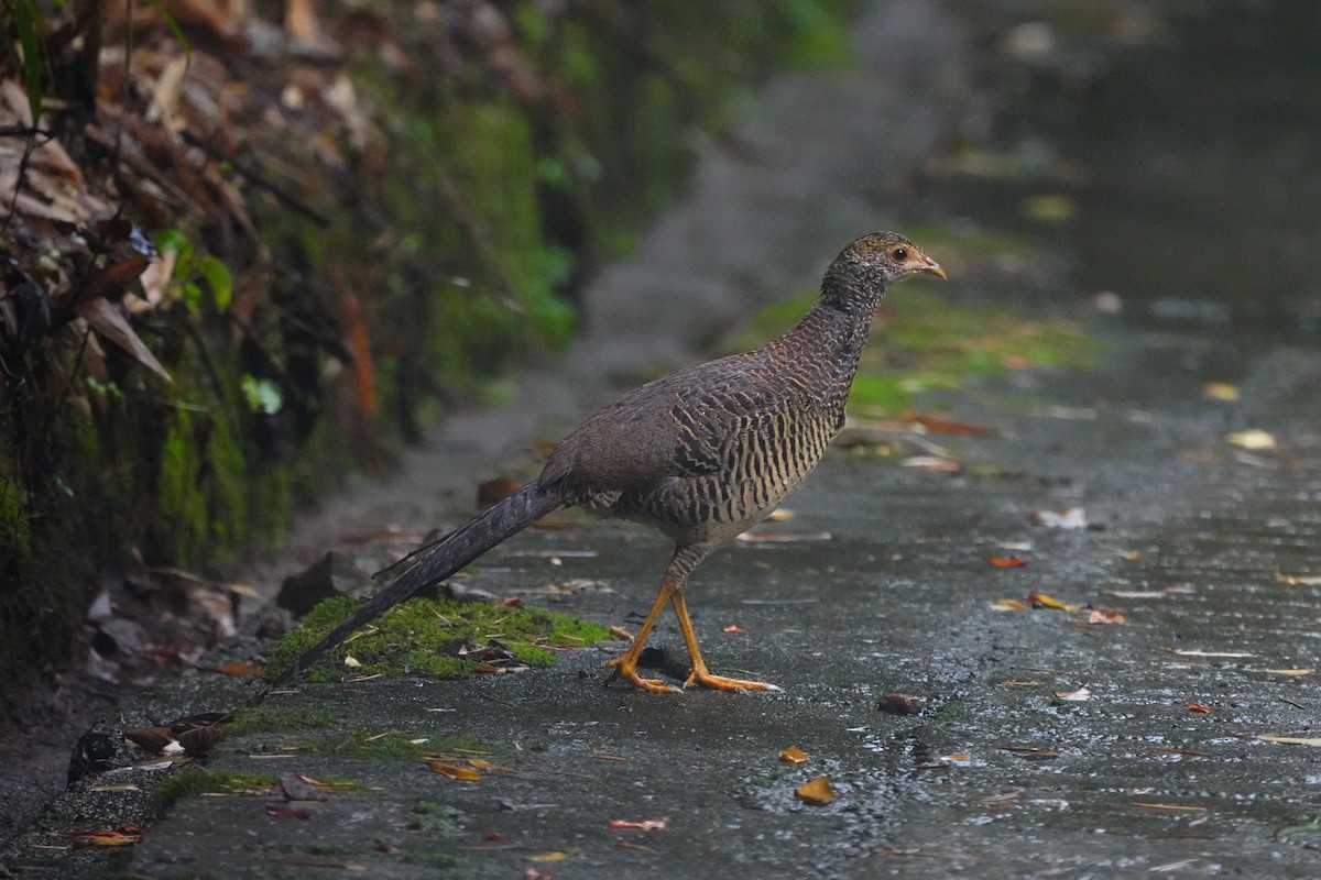 Golden Pheasant - ML638666798