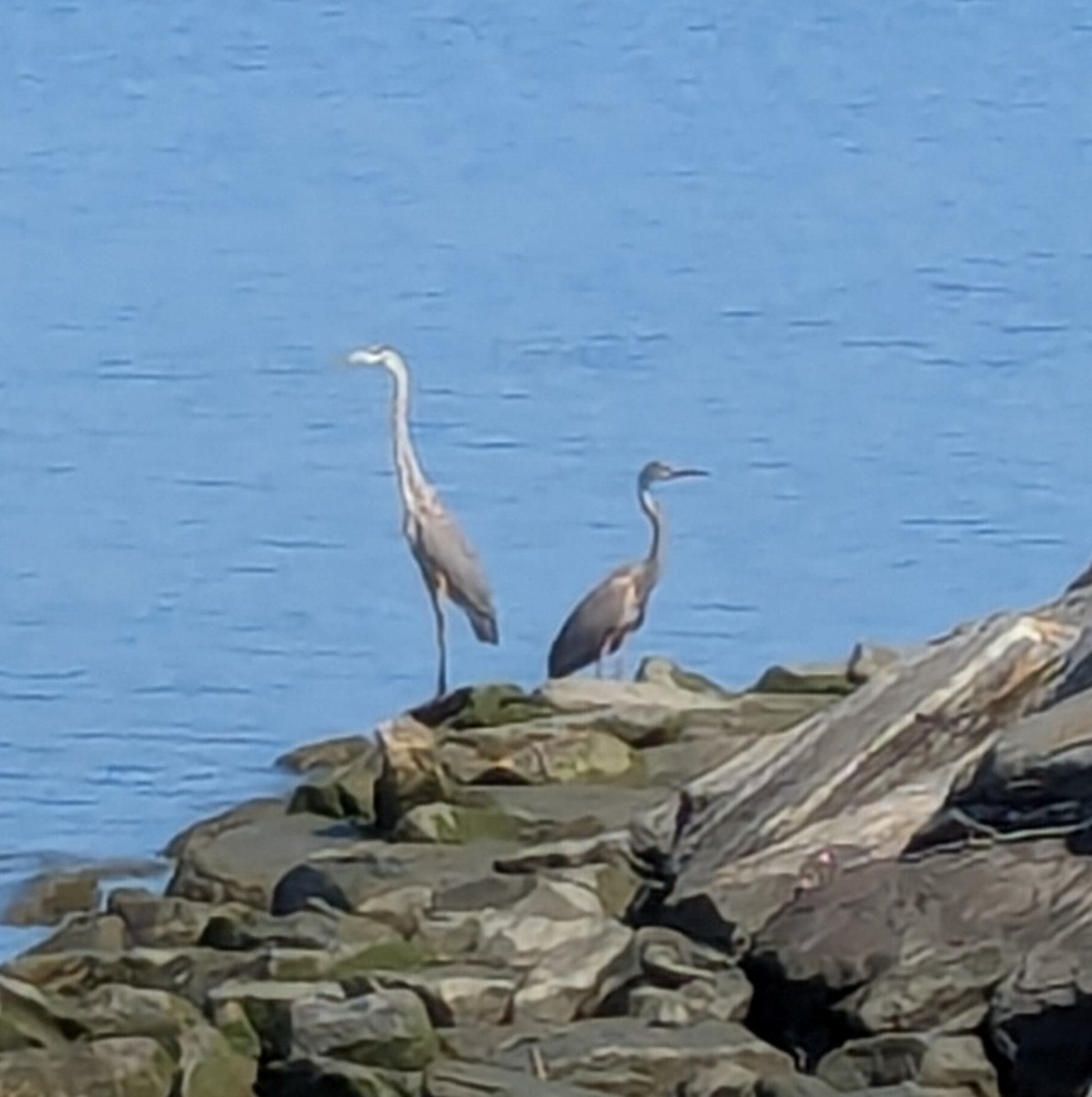 Great Blue Heron - ML638666808