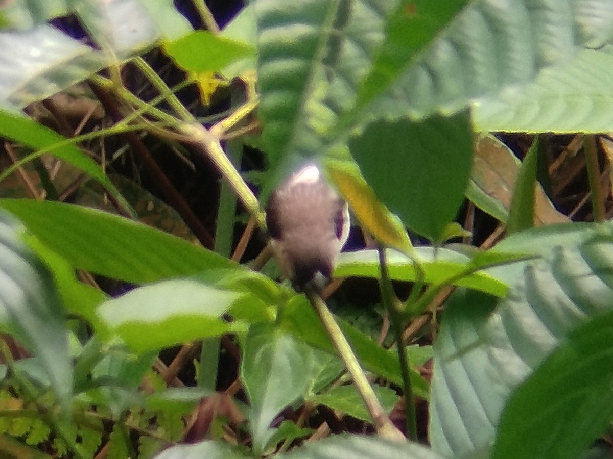 White-rumped Munia - ML638666811